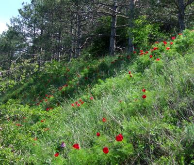 Прикрепленное изображение: 307.jpg